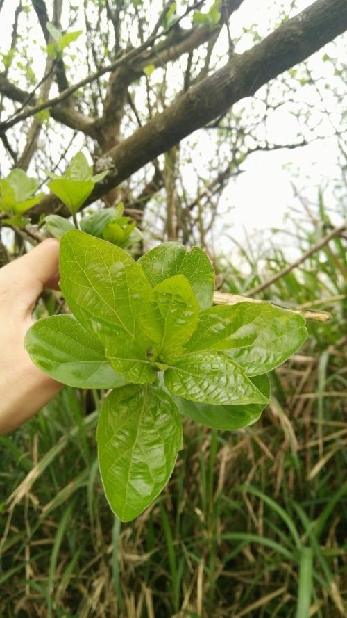 臭黃荊