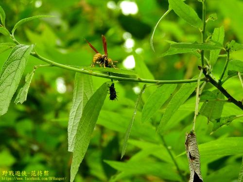 黃長腳蜂(陸馬蜂)