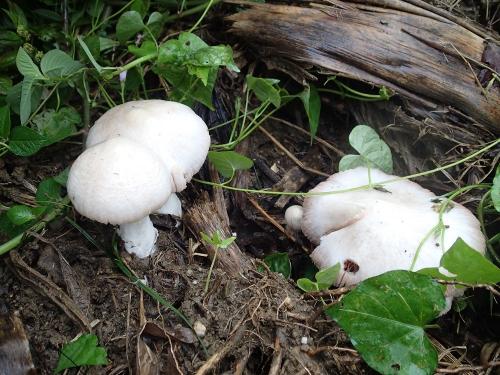 Volvariella speciosa(美麗小包脚菇)