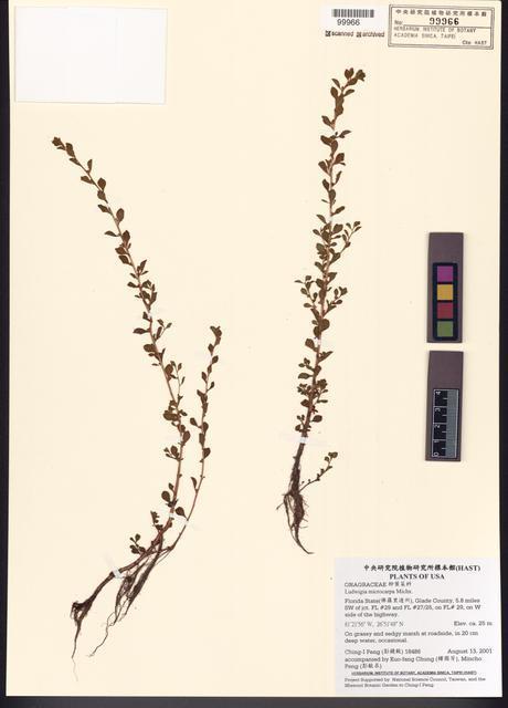 Ludwigia microcarpa Michx._標本_BRCM 7809