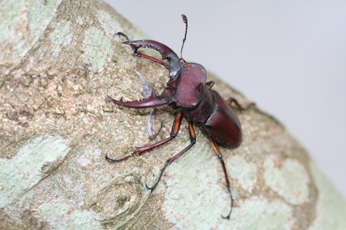 姬深山鍬形蟲 Lucanus swinhoei-20060716-照片 069