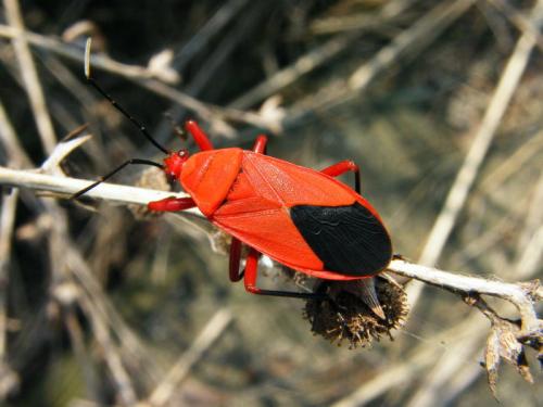 Antilochus coquebertii