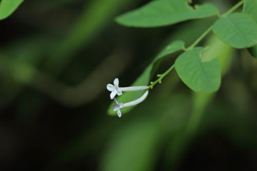 烏來蕘花