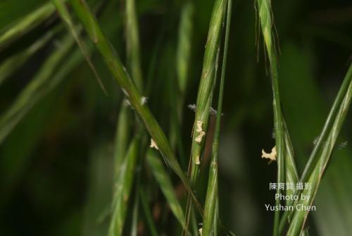 基隆短柄草