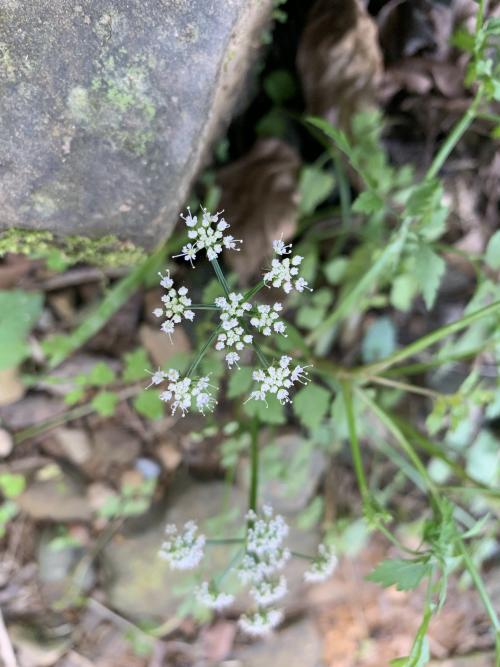 水芹菜