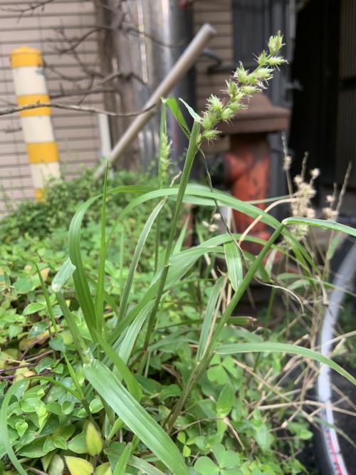 蒺藜草 (黐頭芒)