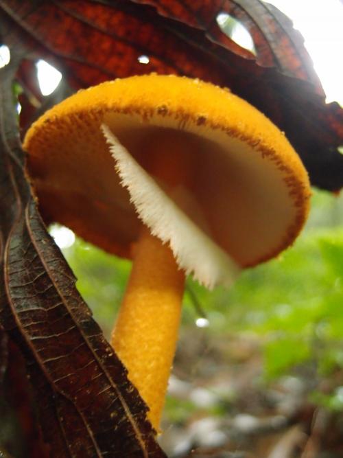 Amanita rufoferruginea(土紅粉蓋鵝膏)