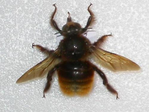 臺灣絨木蜂標本照