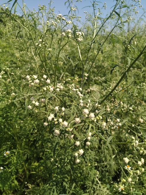 銀膠菊