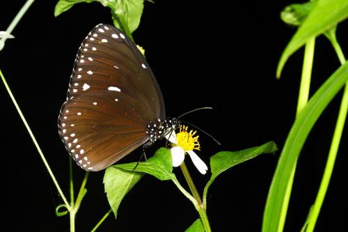 20090919_347099_Euploea eunice hobsoni_a.jpg