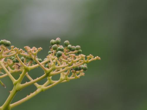 食茱萸