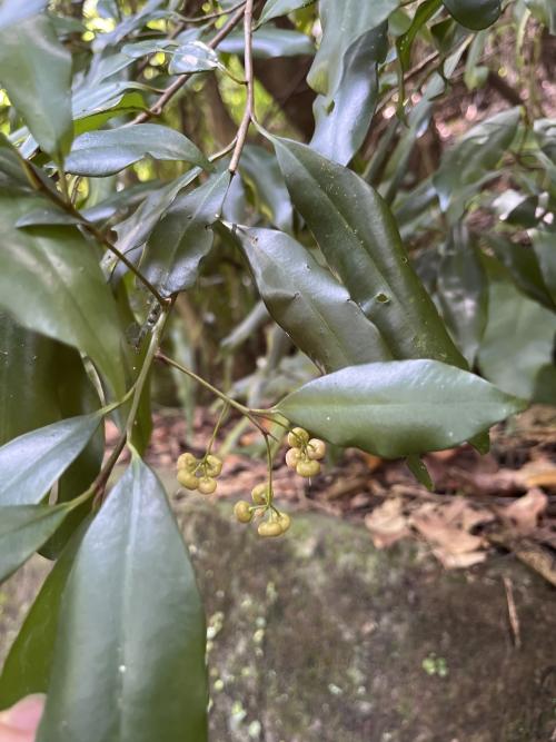 小葉樹杞