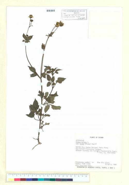 Bidens pilosa L. var. minor (Blume) Sherff_標本_BRCM 7068