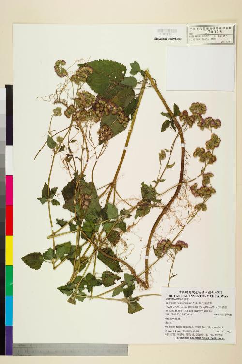 Ageratum houstonianum Mill._標本_BRCM 7570