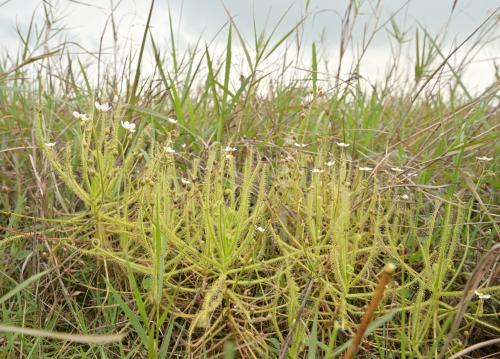 長葉茅膏菜