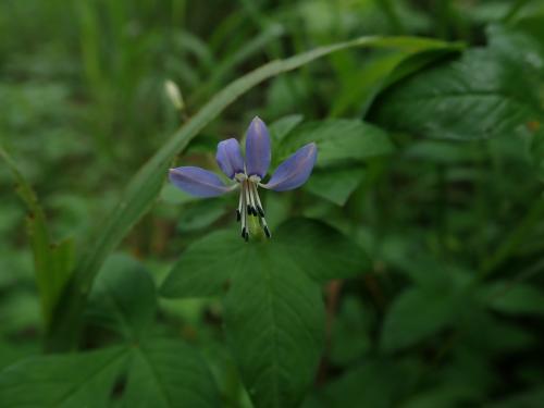 皺子白花菜