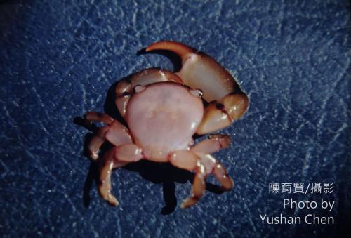 滑指擬梯形蟹 Tetralia rubridactyla  