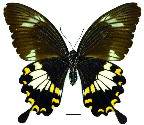 Papilio nephelus chaonulus Fruhstorfer, 1902 大白紋鳳蝶