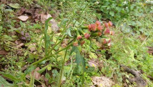 野茼蒿