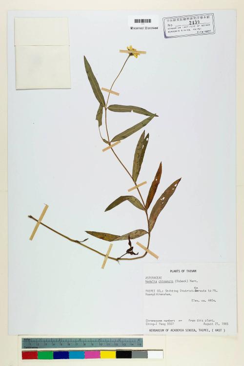 Wedelia chinensis (Osbeck) Merr._標本_BRCM 6734