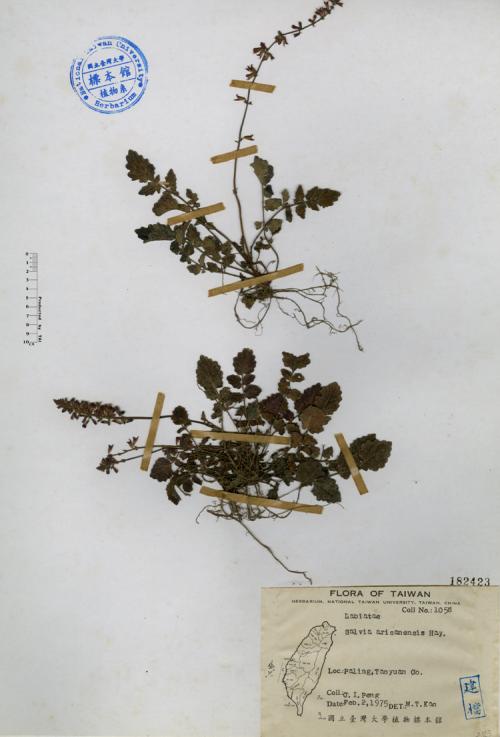 Salvia arisanensis Hayata_標本_BRCM 4506