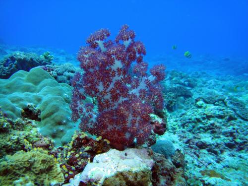 大棘穗軟珊瑚