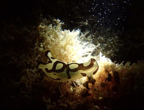 Pilsbry's Head Shield Slug