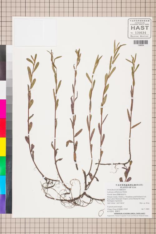 Ludwigia suffruticosa Walter_標本_BRCM 3517