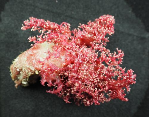 紫紅棘穗軟珊瑚