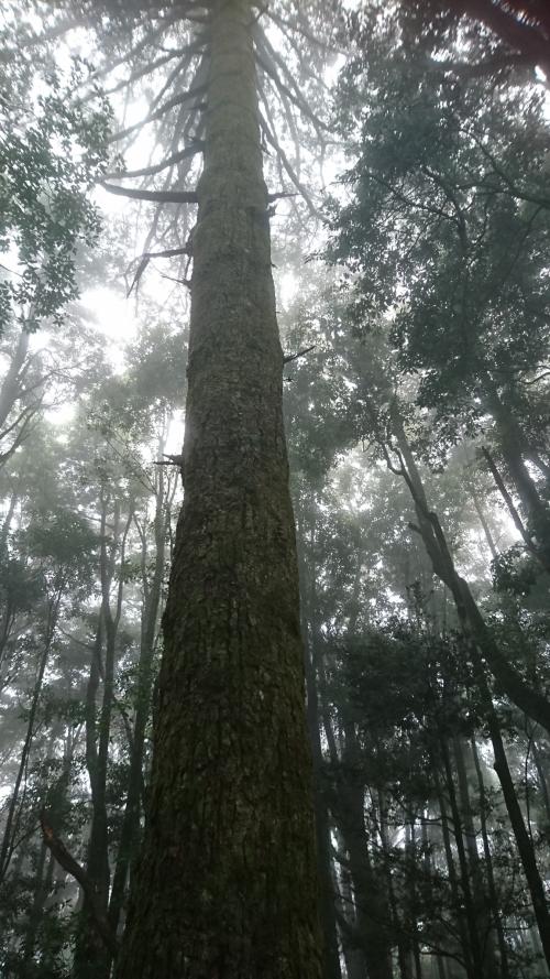 華山松