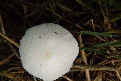 Leucocoprinus cepaestipes(粗柄白鬼傘)