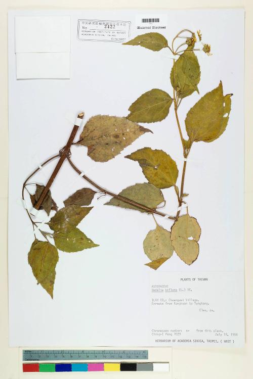 Wedelia biflora (L.) DC._標本_BRCM 6566
