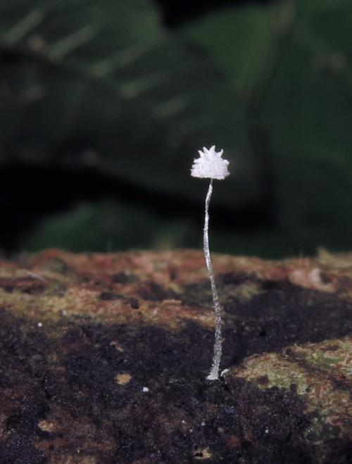 Mycena spinosissima(多刺小菇)