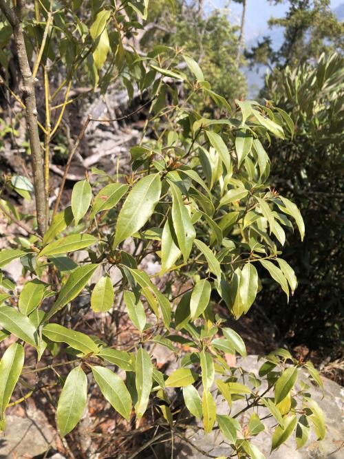 高山新木薑子