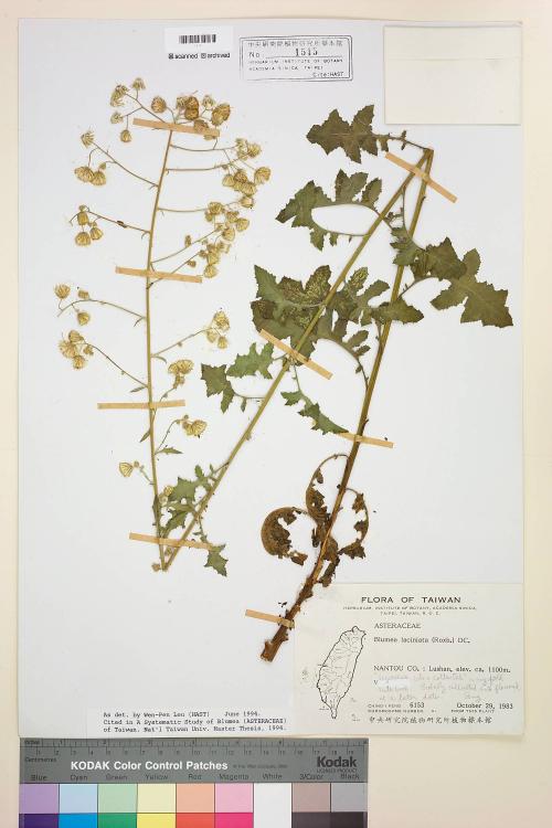 Blumea laciniata (Roxb.) DC._標本_BRCM 3740