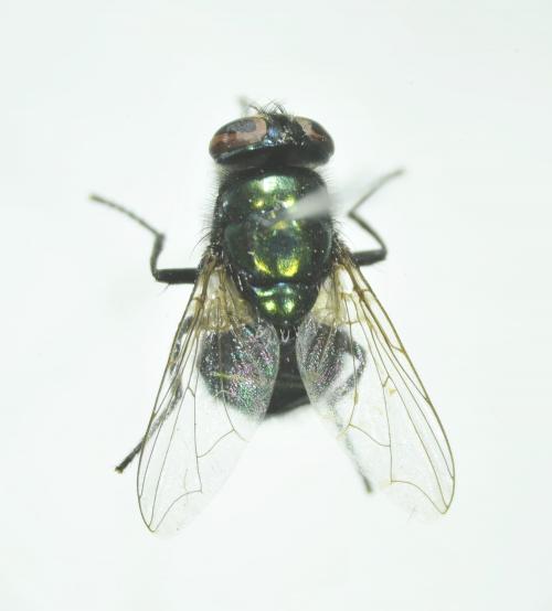 Ceylonomyia nigripes dorsal