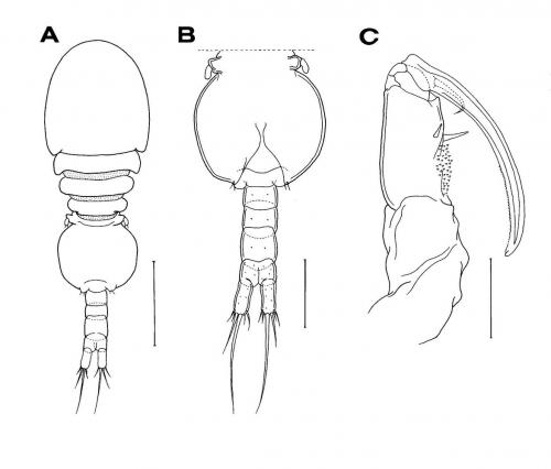 Allopodion ryukyuensis_雄.jpg