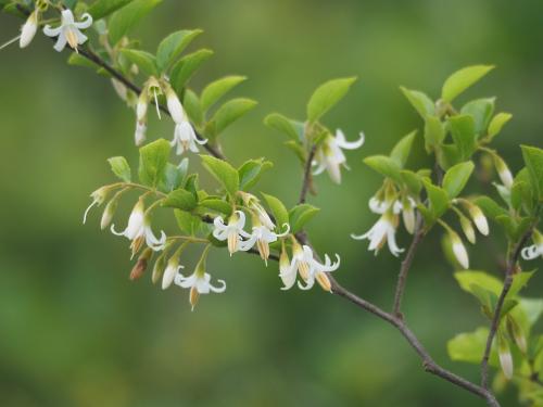 臺灣野茉莉