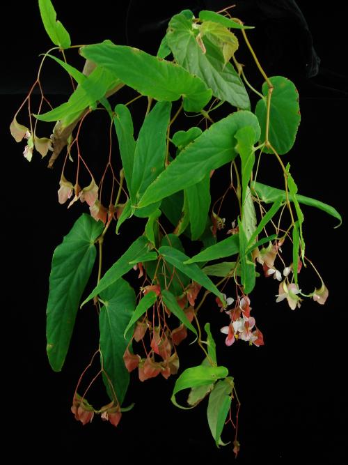 Begonia nepalensis (A.DC.) Warb.