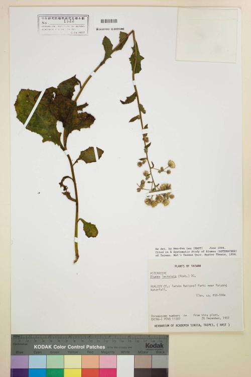 Blumea laciniata (Roxb.) DC._標本_BRCM 4880