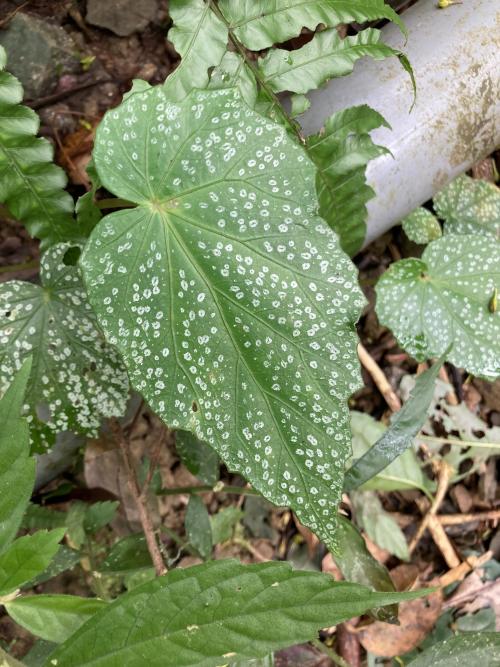 水鴨腳秋海棠