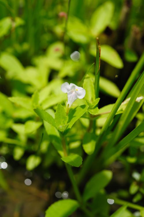 泥花草