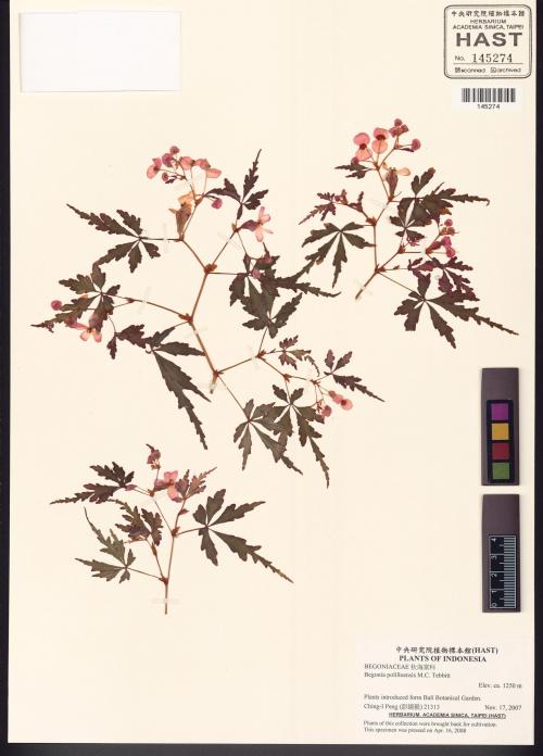 Begonia polilloensis標本_BRCM 8495