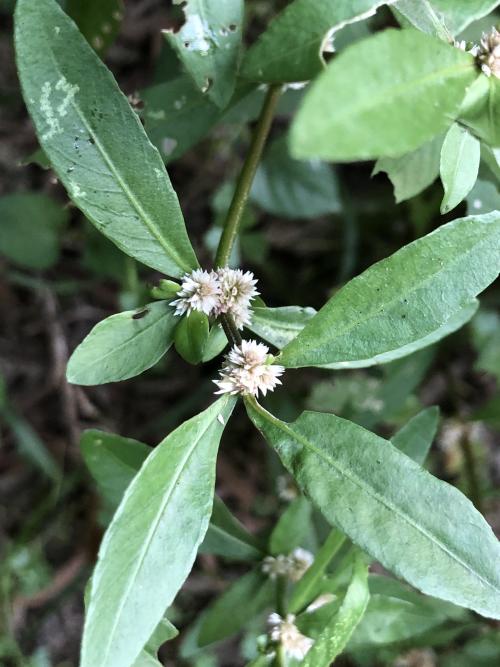 蝦鉗菜 (蓮子草 )