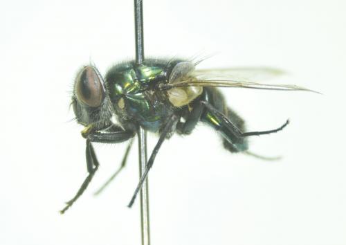 Ceylonomyia nigripes lateral