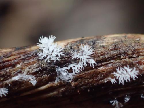 Ceratiomyxa fruticulosa var. fruticulosa(鵝絨黏菌)