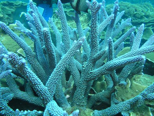 中間軸孔珊瑚