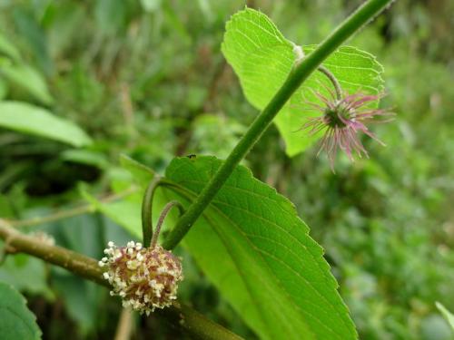 小構樹雄花與雌花