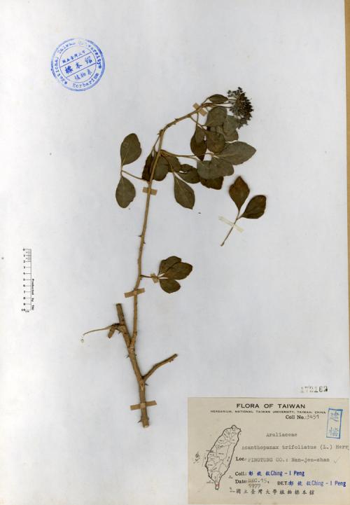 Acanthopanax trifoliatus (L.) Merr._標本_BRCM 4253