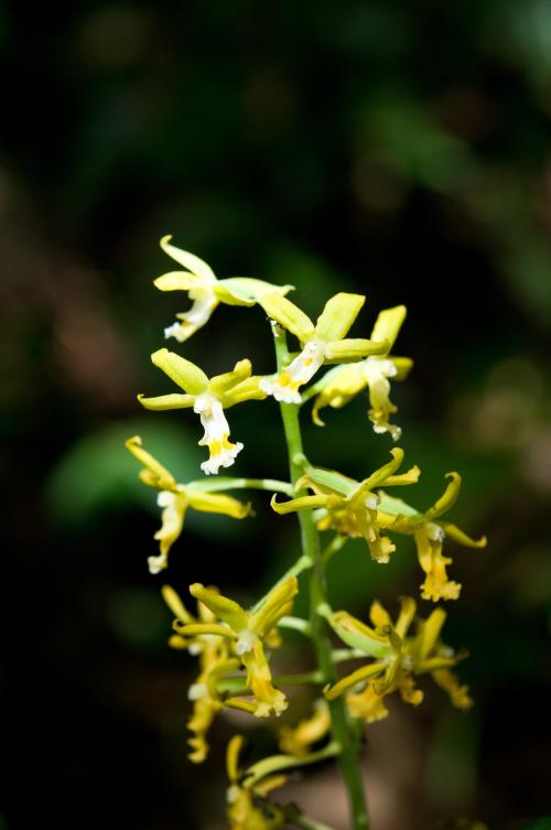 綠花肖頭蕊蘭